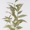Artificial Plant 34*34*97cm Eucalyptus *5 single stem GS-14324010-G1 2024Dec YeahFlower is one of Chinese leading OEM manufacturers and exporters , supplying the silk flowers, wholesale artificial trees