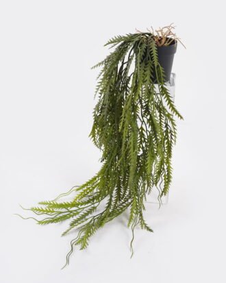 Artificial Plant 25*25*60cm Fern plant in pp pot GS-05524035 2024Dec YeahFlower is one of Chinese leading OEM manufacturers and exporters , supplying the silk flowers, wholesale artificial trees Artificial Plant 25*25*60cm Fern plant in pp pot GS-05524035 2024Dec YeahFlower is one of Chinese leading OEM manufacturers and exporters , supplying the silk flowers, wholesale artificial trees