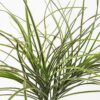 Artificial Plant 45*45*48cm Grass *5 bush GS-72424017 2025Feb YeahFlower is one of Chinese leading OEM manufacturers and exporters , supplying the silk flowers, wholesale artificial trees