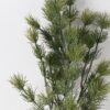 Artificial Plant 30*30*100cm Lacebark pine single stem GS-51624045 2025Jan 3,000+ sqm showroom with thousands of artificial flowers, plants & trees ready for global sourcing.