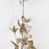 Artificial Plant 15*15*100cm Leaf *4 single stem/28 LVS GS-15424033-G1 2024Dec YeahFlower is one of Chinese leading OEM manufacturers and exporters , supplying the silk flowers, wholesale artificial trees