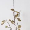 Artificial Plant 9*9*88cm Leaf  single stem/5 LVS GS-15424035-G1 2024Dec YeahFlower is one of Chinese leading OEM manufacturers and exporters , supplying the silk flowers, wholesale artificial trees