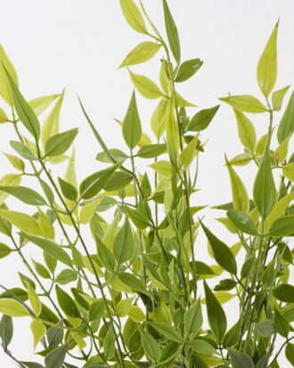 Artificial Plant 45*45*70cm Nandina *5 bush/20 lvs GS-72424002 2025Feb YeahFlower is one of Chinese leading OEM manufacturers and exporters , supplying the silk flowers, wholesale artificial trees Artificial Plant 45*45*70cm Nandina *5 bush/20 lvs GS-72424002 2025Feb YeahFlower is one of Chinese leading OEM manufacturers and exporters , supplying the silk flowers, wholesale artificial trees