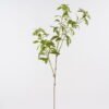Artificial Plant 30*30*102cm Thymelia *5 leaf single stem GS-14324007 2024Dec YeahFlower is one of Chinese leading OEM manufacturers and exporters , supplying the silk flowers, wholesale artificial trees