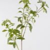 Artificial Plant 30*30*102cm Thymelia *5 leaf single stem GS-14324007 2024Dec YeahFlower is one of Chinese leading OEM manufacturers and exporters , supplying the silk flowers, wholesale artificial trees