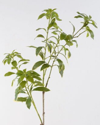 Artificial Plant 30*30*102cm Thymelia *5 leaf single stem GS-14324007 2024Dec YeahFlower is one of Chinese leading OEM manufacturers and exporters , supplying the silk flowers, wholesale artificial trees