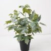 Artificial Table Plants 30*30*35cm Grape leaves in PP pot GS-03324043-G1 2024Dec YeahFlower is one of Chinese leading OEM manufacturers and exporters , supplying the silk flowers, wholesale artificial trees