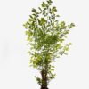 Artificial Tree 150*120*310cm Caryota ochlandra *3 in PP pot GS-76724001KD 2025Feb YeahFlower is one of Chinese leading OEM manufacturers and exporters , supplying the silk flowers, wholesale artificial trees