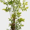 Artificial Tree 120*90*280cm Caryota ochlandra *3 in PP pot GS-76724002KD 2025Feb YeahFlower is one of Chinese leading OEM manufacturers and exporters , supplying the silk flowers, wholesale artificial trees