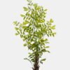 Artificial Tree 90*70*250cm Caryota ochlandra *3 in PP pot GS-76724003KD 2025Feb YeahFlower is one of Chinese leading OEM manufacturers and exporters , supplying the silk flowers, wholesale artificial trees