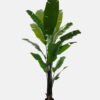 Artificial Tree 95*95*240cm Sterlitzia *5 in PP pot/18 lvs GS-76724006 2025Feb YeahFlower is one of Chinese leading OEM manufacturers and exporters , supplying the silk flowers, wholesale artificial trees