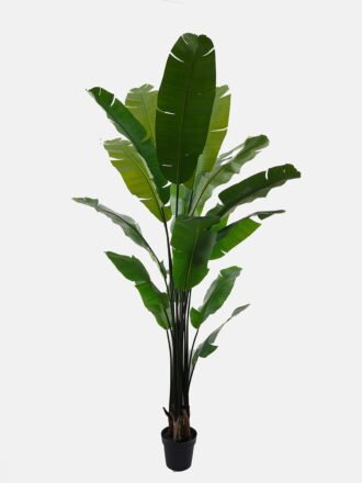 Artificial Tree 75*75*180cm Sterlitzia *6 in PP pot/16 lvs GS-76724005 2025Feb 3,000+ sqm showroom with thousands of artificial flowers, plants & trees ready for global sourcing.