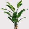 Artificial Tree Sterlitzia 6 in PP pot 16 lvs GS-76724005 Artificial Tree 75*75*180cm Sterlitzia *6 in PP pot/16 lvs GS-76724005 2025Feb YeahFlower is one of Chinese leading OEM manufacturers and exporters , supplying the silk flowers, wholesale artificial trees