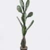 Artificial succulent 44*21*126cm Cactus in PP pot GS-51424004 2025Jan YeahFlower is one of Chinese leading OEM manufacturers and exporters , supplying the silk flowers, wholesale artificial trees