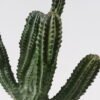 Artificial succulent 25*16*47cm  Cactus in PP pot GS-51424016 2025Jan YeahFlower is one of Chinese leading OEM manufacturers and exporters , supplying the silk flowers, wholesale artificial trees