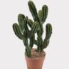 Artificial succulent 33*23*52cm  Cactus in PP pot GS-51424017 2025Jan YeahFlower is one of Chinese leading OEM manufacturers and exporters , supplying the silk flowers, wholesale artificial trees
