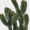 Artificial succulent 33*23*52cm  Cactus in PP pot GS-51424017 2025Jan YeahFlower is one of Chinese leading OEM manufacturers and exporters , supplying the silk flowers, wholesale artificial trees