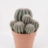 Artificial succulent 22.5*19*26.5CM Cactus in pp pot GS-45219099-Z1 2025Jan YeahFlower is one of Chinese leading OEM manufacturers and exporters , supplying the silk flowers, wholesale artificial trees