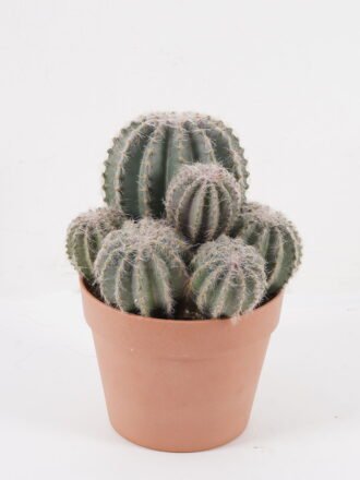 Artificial succulent 45*45*51cm Tequila in PP pot/21 lvs GS-41924005 2025Jan 3,000+ sqm showroom with thousands of artificial flowers, plants & trees ready for global sourcing.