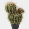 Artificial succulent 19*24*32cm Echinopsis tubiflora *2 in PP pot GS-51424028 2025Jan YeahFlower is one of Chinese leading OEM manufacturers and exporters , supplying the silk flowers, wholesale artificial trees