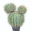 Artificial succulent 19*24*32cm Echinopsis tubiflora *2 in PP pot GS-51424028 2025Jan YeahFlower is one of Chinese leading OEM manufacturers and exporters , supplying the silk flowers, wholesale artificial trees