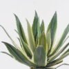 Artificial succulent 30*30*45cm Tequila in PP pot/21 lvs GS-41924002 2025Jan 3,000+ sqm showroom with thousands of artificial flowers, plants & trees ready for global sourcing.