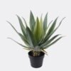 Artificial succulent 45*45*51cm Tequila in PP pot/21 lvs GS-41924005 2025Jan 3,000+ sqm showroom with thousands of artificial flowers, plants & trees ready for global sourcing.