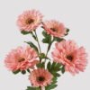 Artificial Flower Gerbera X 5 BUSH GS-55325002DUP 2025Mar YeahFlower is one of Chinese leading OEM manufacturers and exporters , supplying the silk flowers, wholesale artificial trees