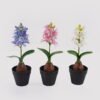 Artificial Flower Hyacinth in PP pot GS-03324053_1 Artificial Flower 10*10*29cm Hyacinth in PP pot GS-03324053 2025Mar YeahFlower is one of Chinese leading OEM manufacturers and exporters , supplying the silk flowers, wholesale artificial trees