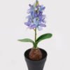 Artificial Flower Hyacinth in PP pot GS-03324053_4 Artificial Flower 10*10*29cm Hyacinth in PP pot GS-03324053 2025Mar YeahFlower is one of Chinese leading OEM manufacturers and exporters , supplying the silk flowers, wholesale artificial trees