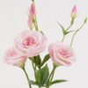 Artificial Flower Lisianthus 6 spray GS-00525008DUP-P1_1 Artificial Flower Lisianthus *6 spray GS-00525008DUP-P1 2025Mar YeahFlower is one of Chinese leading OEM manufacturers and exporters , supplying the silk flowers, wholesale artificial trees