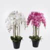 Artificial Flower Phalaenopsis 8 in PP pot GS-76324002CT-R Artificial Flower 60*60*101cm Phalaenopsis *8 in PP pot GS-76324002CT-R 2025Mar YeahFlower is one of Chinese leading OEM manufacturers and exporters , supplying the silk flowers, wholesale artificial trees