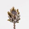 Artificial Flower 11*11*53cm Protea cynaroides Single Stem GS-77124007-G1 2025Mar YeahFlower is one of Chinese leading OEM manufacturers and exporters , supplying the silk flowers, wholesale artificial trees