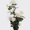 Artificial Flower Rose in pp pot GS-6660018RP-W1_4 Artificial Flower 28*25*65cm Rose in pp pot GS-6660018RP-W1 2025Mar YeahFlower is one of Chinese leading OEM manufacturers and exporters , supplying the silk flowers, wholesale artificial trees