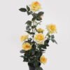Artificial Flower Rose in pp pot GS-6660018RP-Y1_1 Artificial Flower 28*25*65cm Rose in pp pot GS-6660018RP-Y1 2025Mar YeahFlower is one of Chinese leading OEM manufacturers and exporters , supplying the silk flowers, wholesale artificial trees