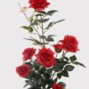 Artificial Flower Rose in pp pot GS-6660018RP_5 Artificial Flower 28*25*65cm Rose in pp pot GS-6660018RP 2025Mar YeahFlower is one of Chinese leading OEM manufacturers and exporters , supplying the silk flowers, wholesale artificial trees