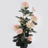 Artificial Flower Rose in pp pot GS-6660018RP_7 Artificial Flower 28*25*65cm Rose in pp pot GS-6660018RP 2025Mar YeahFlower is one of Chinese leading OEM manufacturers and exporters , supplying the silk flowers, wholesale artificial trees