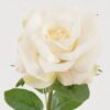 Artificial Flower Rose single stem GS-00525010DUP-W1 2025Mar YeahFlower is one of Chinese leading OEM manufacturers and exporters , supplying the silk flowers, wholesale artificial trees