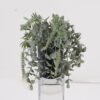 Artificial Plant 20*20*17cm Eucalyptus in PP pot GS-17725005 2025Mar YeahFlower is one of Chinese leading OEM manufacturers and exporters , supplying the silk flowers, wholesale artificial trees