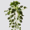 Artificial Plant 50*50*90cm Scindapsus  hanging/80 lvs GS-29824057R2-G1 2025Mar YeahFlower is one of Chinese leading OEM manufacturers and exporters , supplying the silk flowers, wholesale artificial trees