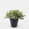 Artificial Table Plants 17*17*17cm Cypress leaf in PP pot GS-41324066KIK 2025Mar YeahFlower is one of Chinese leading OEM manufacturers and exporters , supplying the silk flowers, wholesale artificial trees