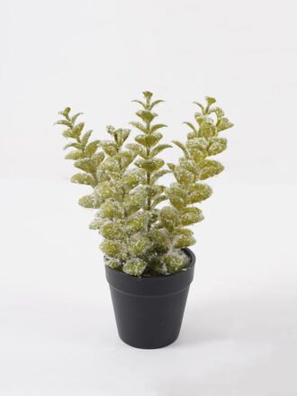 Artificial Table Plants 17*17*17cm Cypress leaf in PP pot GS-41324066KIK 2025Mar 3,000+ sqm showroom with thousands of artificial flowers, plants & trees ready for global sourcing.