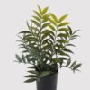 Artificial Table Plants Leaf in PP pot 10 lvs GS-39024002_1 Artificial Table Plants 35*35*46cm Leaf in PP pot/10 lvs GS-39024002 2025Mar YeahFlower is one of Chinese leading OEM manufacturers and exporters , supplying the silk flowers, wholesale artificial trees