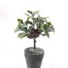 Artificial Table Plants 12*12*19cm Poinsettia in PaPer PulP pot GS-41324062KIK 2025Mar YeahFlower is one of Chinese leading OEM manufacturers and exporters , supplying the silk flowers, wholesale artificial trees