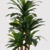 Artificial Tree 150cm Dracaena in PP pot GS-30624018 2025Mar YeahFlower is one of Chinese leading OEM manufacturers and exporters , supplying the silk flowers, wholesale artificial trees
