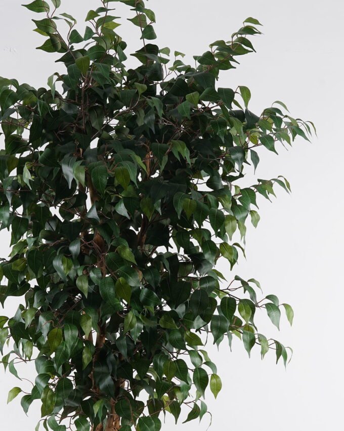 Artificial Tree 180cm  Banyan in PP pot GS-30624013 2025Mar YeahFlower is one of Chinese leading OEM manufacturers and exporters , supplying the silk flowers, wholesale artificial trees