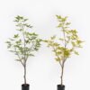 Artificial Tree 45*45*115cm Evergreen Tree in PP pot/280 lvs GS-70224005-G3 2025Mar 3,000+ sqm showroom with thousands of artificial flowers, plants & trees ready for global sourcing.