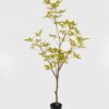 Artificial Tree 45*45*115cm Evergreen Tree in PP pot/280 lvs GS-70224005-G3 2025Mar 3,000+ sqm showroom with thousands of artificial flowers, plants & trees ready for global sourcing.