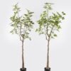 Artificial Tree 50*50*165cm Evergreen Tree in PP pot/500 lvs GS-70224004 2025Mar YeahFlower is one of Chinese leading OEM manufacturers and exporters , supplying the silk flowers, wholesale artificial trees