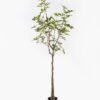 Artificial Tree 50*50*165cm Evergreen Tree in PP pot/500 lvs GS-70224004 2025Mar YeahFlower is one of Chinese leading OEM manufacturers and exporters , supplying the silk flowers, wholesale artificial trees